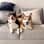 aly.adventures and/ itsnovathecorgi