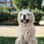 Julius The Chow Chow