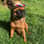 Charis