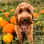 Charlie
