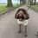 Alfie