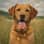 dougie_thefoxredlab