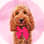 willows_cockapoo_adventures
