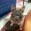 Rambo_french_bulldog_