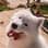 curie.thesamoyed