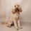 bumble_bea_the_cockapoo