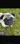 its_teddythepug