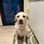 xem_the_labrador