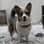 blue_cheese_the_cardi_corgi