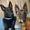 mazzikinthemalinois