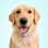 charliee_thegolden