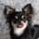 lokidechihuahua