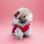 Odette the Pom