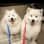 IcyBear + MuffinBeeb — two Samoyeds living their best NYC life. Real moments, real love, no filler.