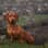 Rudy The Standard Dachshund