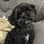 Tippy the Shihpoo