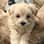 leothemaltipoobear