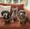 Ollie, Neville & Daisy
