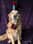 Guide Dog Rose