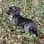 Wirehaired.Winston