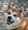 Barkguild