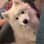 Oats the Samoyed