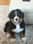 Howie the Berner
