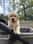 Stella the Golden