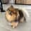Nala The pomeranian
