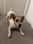 Deni | Jack Russell Terrier