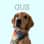 Gus | Golden Life in the Midwest ◡̈