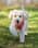 Labradoodlemystique