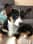 Nemo._.thecorgi