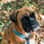 Boxer.Bolles