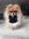 Ollie.the.Pomeranian