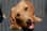 riga_the_dachshund
