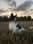 sheepdog.milow