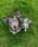 Odieandmilo_jackrussells