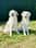 maya.ella_thewhitegoldens