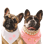 daphneandvinnie