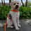 Anouk