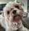 charlie.de.boomer