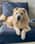 sunshinethedoggo