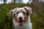 The_underdog_otis