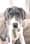 Penelopethegreatdane
