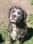 milo_the_lion_cub