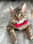 hampurrburgerhelper