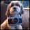 Peerke.lhasa.apso