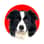 kaya.bordercollie