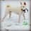 Ghost.theshibainu